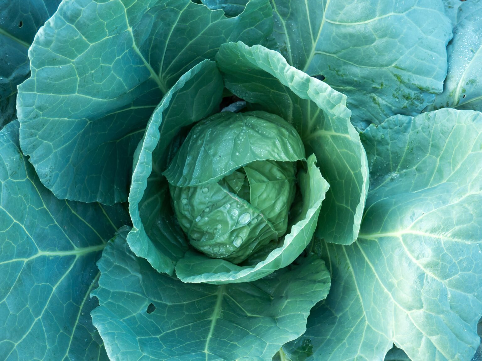 Get high quality seeds from simply seeds store